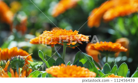 金盞花 (Calendula officinalis) 金盞花 (Calendula officinalis) 112456439