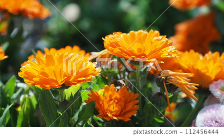 金盞花 (Calendula officinalis) 金盞花 (Calendula officinalis) 112456444