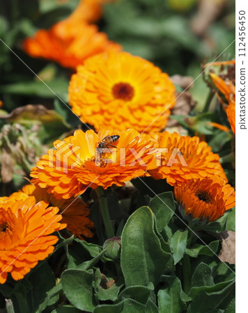 Calendula officinalis (Calendula officinalis) Calendula officinalis (Calendula officinalis) 112456450