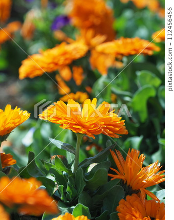 金盞花 (Calendula officinalis) 112456456