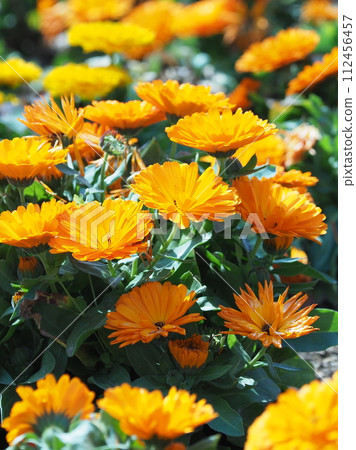 金盞花 (Calendula officinalis) 112456457