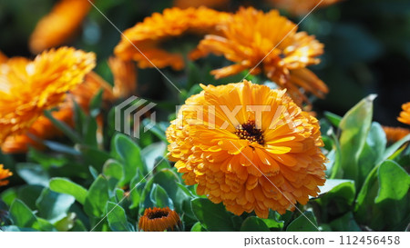 金盞花 (Calendula officinalis) 112456458