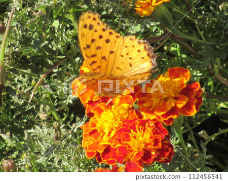 一隻蝴蝶棲息在秋天花床上盛開的美麗萬壽菊上的風景 112456541