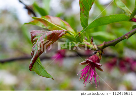 Sick leaves on the peach tree. Taphrina deformans 112456631