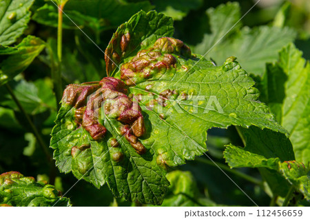 Leaf of red currant bush infected with pests - gallic aphid Capitophorus ribis, Aphidoidea. Aphids absorb the sap of the plant, the leaves deform, reddish-brown spots form on the leaves. Plant pests 112456659