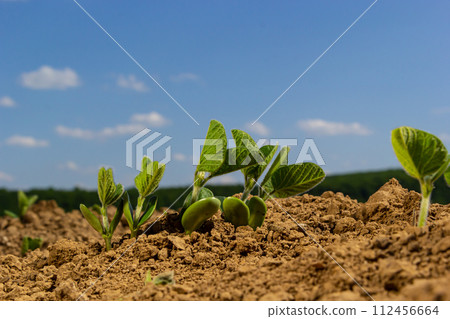 A tender sprout of a soybean agricultural plant in a field grows in a row with other sprouts. Selective focus. A tender sprout of a soybean agricultural plant in a field grows in a row with other sprouts. Selective focus. 112456664