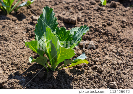 young cabbage sprout on the vegetable bed 112456673