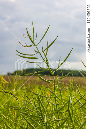 Rapeseed seed pods, close up Stems of rapeseed, Green Rapeseed field Rapeseed seed pods, close up Stems of rapeseed, Green Rapeseed field 112456701