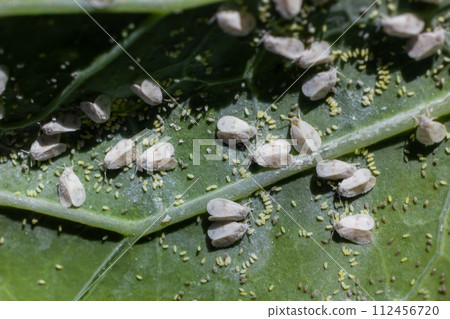 Underside of plants leaves with pest Cabbage Whitefly Aleyrodes proletella adults and larvae on the underside of the leaf. Itis a species of whitefly from the Aleyrodidae family, pest of many crops 112456720