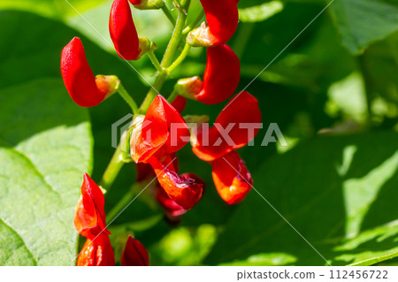 Beautiful flowers of Runner Bean Plant Phaseolus coccineus growing in the garden Beautiful flowers of Runner Bean Plant Phaseolus coccineus growing in the garden 112456722