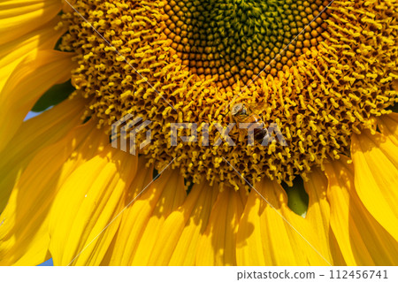 Sunflower with blue sky background Sunflower with blue sky background 112456741