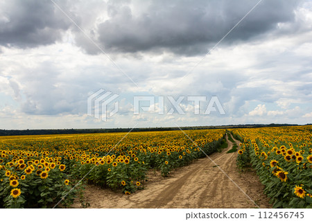 Sunflower field with yellow flowers and bees, pollination of sunflower field by bees in summer 112456745