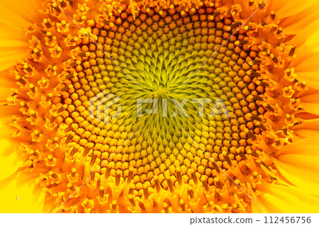 Sunflower with blue sky background Sunflower with blue sky background 112456756