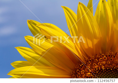 Yellow sunflowers bloom against a blue sky background 112456757