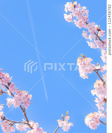 Contrails in the blue sky and Kawazu cherry blossoms Contrails in the blue sky and Kawazu cherry blossoms 112456782