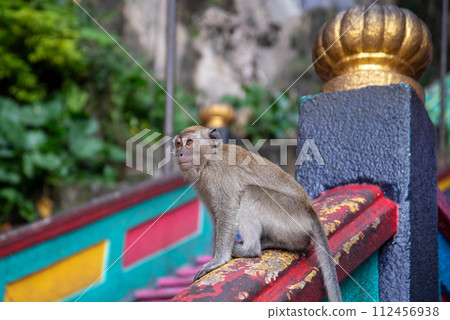 Wild monkeys living near Kuala Lumpur, Malaysia Wild monkeys living near Kuala Lumpur, Malaysia 112456938