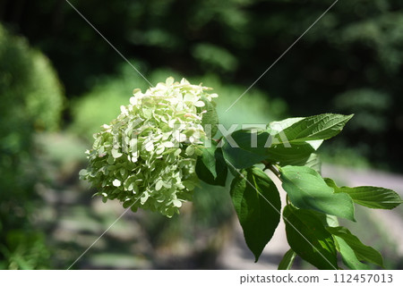 Green hydrangeas at Nunobiki Herb Garden 112457013