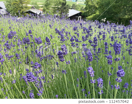 View from inside the lavender field View from inside the lavender field 112457042