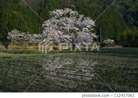 森林學校的櫻花 森林學校的櫻花 112457061