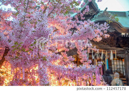 東京世田谷區櫻新町的櫻花神社和河津櫻花盛開 112457178
