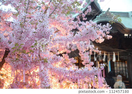 東京世田谷區櫻新町的櫻花神社和河津櫻花盛開 東京世田谷區櫻新町的櫻花神社和河津櫻花盛開 112457180