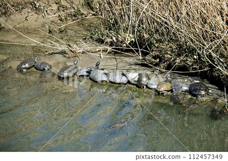 Drying the shells of a large group of turtles 2 112457349