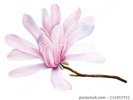 Magnolia flower on a tree branch, Beautiful pink spring flower isolated. Watercolor botanical illustration, hand drawing Magnolia flower on a tree branch, Beautiful pink spring flower isolated. Watercolor botanical illustration, hand drawing 112457351