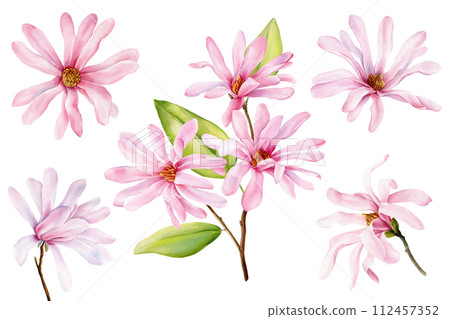 Pink Magnolia flowers on isolated background, watercolor botanical illustration, hand drawing. Floral Clipart for design 112457352