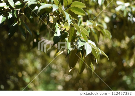 Leaf illuminated by light 112457382