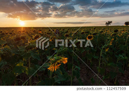 Sunflower field in Southern France 112457509