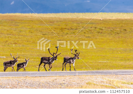Reindeer in Northern Norway Reindeer in Northern Norway 112457510