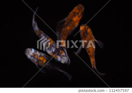 Akebono Daruma short body medaka (improved medaka) Akebono Daruma short body medaka (improved medaka) 112457597