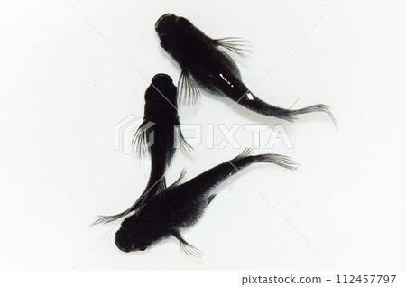 Orochi fin long Daruma short body (improved medaka) Orochi fin long Daruma short body (improved medaka) 112457797