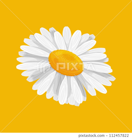 Chamomile. A white daisy flower on a yellow background. A bright wildflower. Vector illustration Chamomile. A white daisy flower on a yellow background. A bright wildflower. Vector illustration 112457822