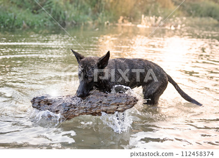 Dutch Shepherd in water 112458374