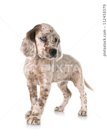 puppy english setter 112458379