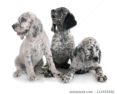 puppies english setter puppies english setter 112458380