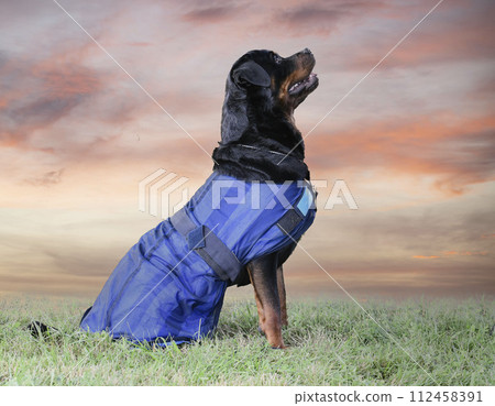rottweiler in summer 112458391