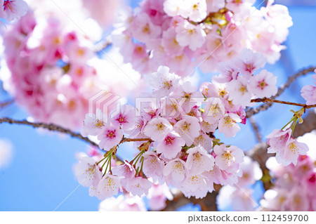 在藍天的櫻花後面 在藍天的櫻花後面 112459700