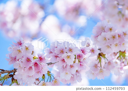 Cherry blossoms in blue sky back 112459703
