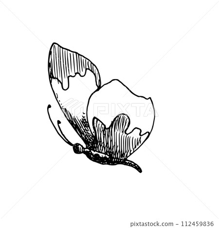 Vector drawing of Butterfly. Hand drawn linear illustration of flying insect in black and white colors. Vintage outline sketch for icon or logo painted by inks for greeting cards Vector drawing of Butterfly. Hand drawn linear illustration of flying insect in black and white colors. Vintage outline sketch for icon or logo painted by inks for greeting cards 112459836
