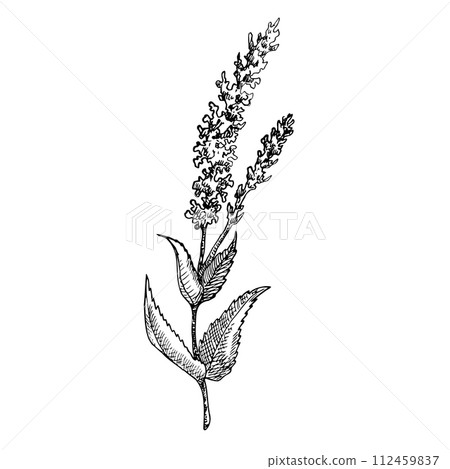 Salvia officinalis. Hand drawn vector illustration of field flower, wild herbs on isolated background. Drawing for greeting cards or wedding invitations in line art style. Engraved floral sketch. Salvia officinalis. Hand drawn vector illustration of field flower, wild herbs on isolated background. Drawing for greeting cards or wedding invitations in line art style. Engraved floral sketch. 112459837