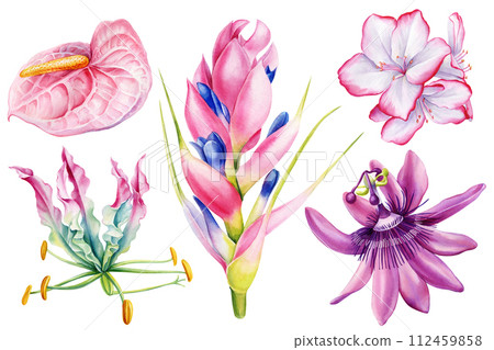 Tropical flowers set on isolated background watercolor botanical illustration, hand drawing exotic flora, jungle plant 112459858