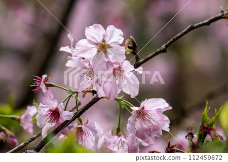 Cherry blossoms  112459872