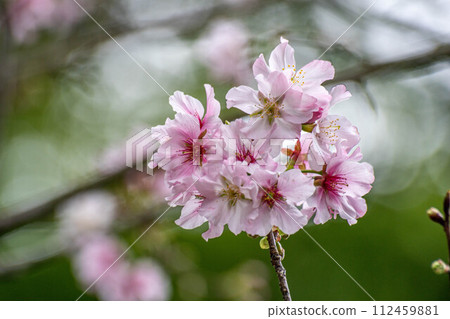 Cherry blossoms Cherry blossoms 112459881