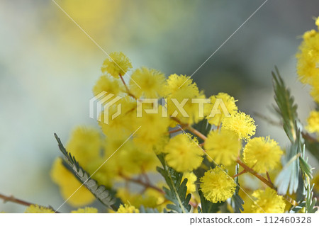 清爽的春天天氣和含羞草花金合歡 112460328