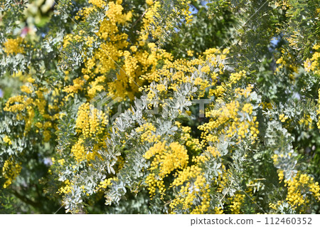 Refreshing spring weather and mimosa flowers Acacia 112460352
