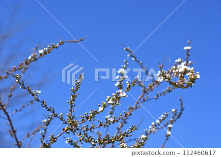 Yuki willow (Snow willow) starting to bloom 112460617