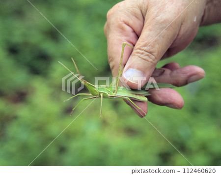 A grasshopper found while climbing Mt. Shioji, Kanzeonji, Dazaifu City, Fukuoka Prefecture 112460620