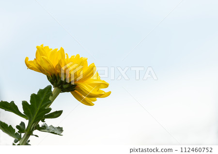 One Yellow Chrysanthemum Blooming Against White Sky Background 112460752